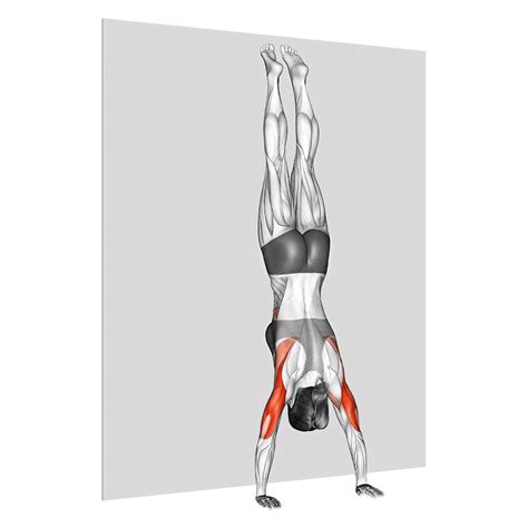 Handstand Push Up Benefits Muscles Worked And More Inspire Us