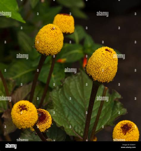 Yellow Spilanthes Acmella Commonly Known As The Tootache Plant Or