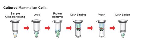 Genomic DNA Isolation Kit Blood Cultured Cell Fungus GeneDireX Inc