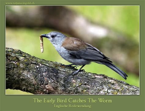 The Early Bird Catches The Worm Foto And Bild Karten Und Kalender