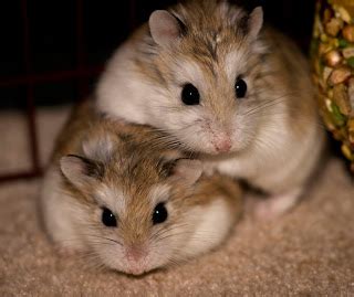 Roborovski Hamster All About Hamster