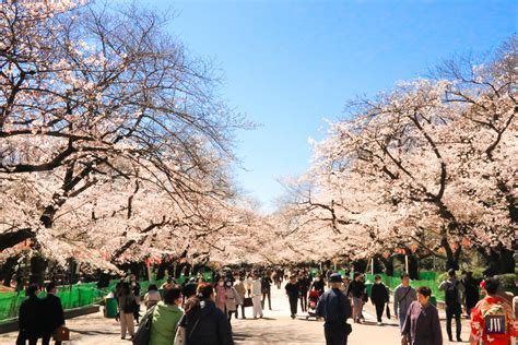 Best Cherry Blossom Photography Spots In Tokyo And Free Sakura Photos