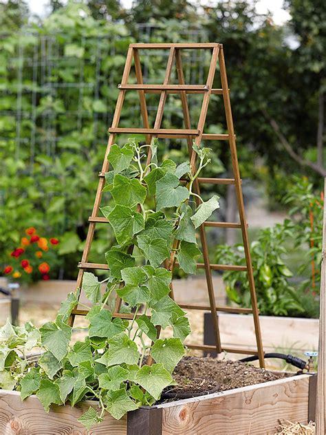 Trellising ~ Advice In Home Grown At Farmers Market Online