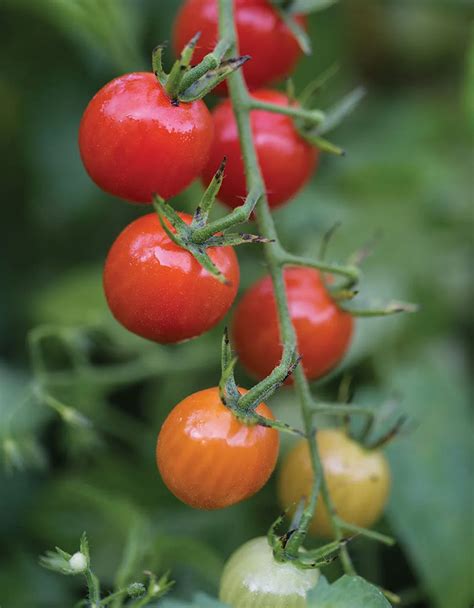 Tomato Cherry Baby F1 Grown Local