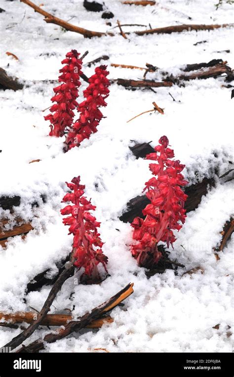 Snow Flower Or Snow Plant Sarcodes Sanguinea Is A Mycorrhizal
