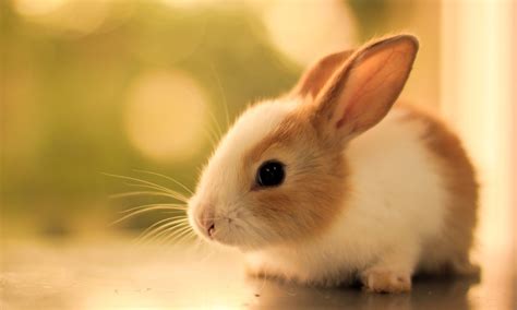 Cute Rabbit Hd Wallpapers Hd Wallpapers High Definition