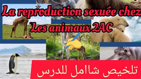 La reproduction sexuée chez les animaux 2AC résumé YouTube