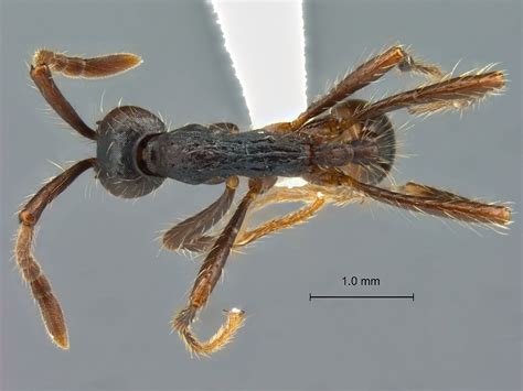 Formicidae Aenictinae Aenictus Dentatus