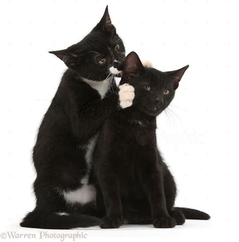 Black And Black And White Tuxedo Kittens Photo Wp34589