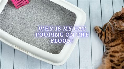 Why Is My Cat Pooping On The Floor Health And Behavior Reasons
