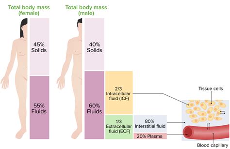 Body Fluid Compartments Concise Medical Knowledge