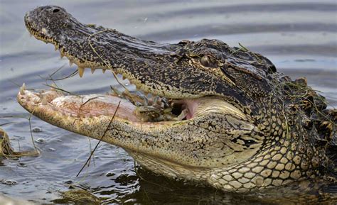 Images Alligator Eating Deer Viral