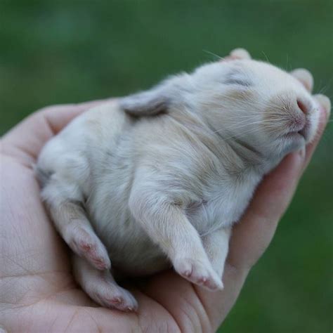 19 Super Tiny Bunnies That Will Melt The Frost Off Your Heart With Images Baby Bunnies Baby