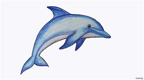 How To Draw A Dolphin A Step By Step Guide Ihsanpedia