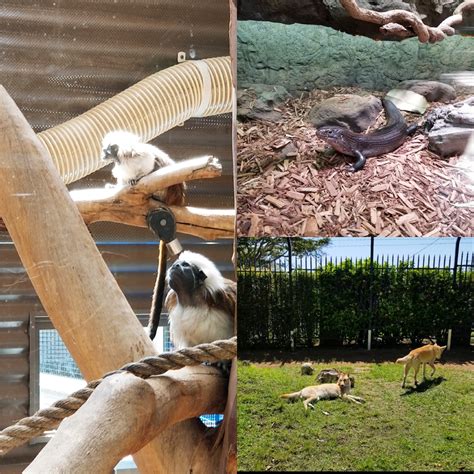 Alexandra Park Zoo Reviews Photos Phone Number And Address