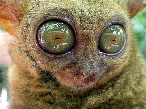 Big Eyes Meet The Worlds Smallest Monkey Found In Bohol