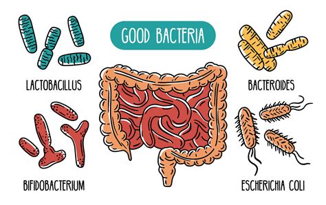 How Gut Bacteria Affects Cancer Gastroenterologist Katy Tx