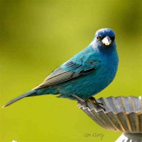 5 Simple Ways To Attract Indigo Buntings To Your Yard On The Feeder