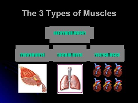 The Muscular System Powerpoint