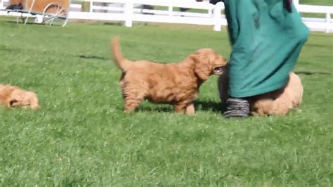 Welcome to our site, we appreciate you taking the time to visit. Miniature Goldendoodle Puppies For Sale - YouTube