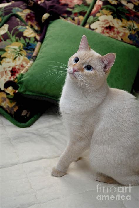 How Long Do Blue Point Siamese Cats Live British Shorthair