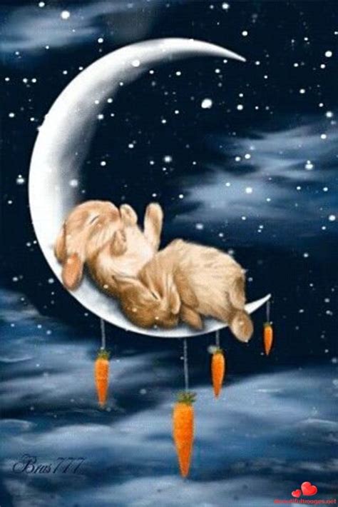 Photo Zen Sleeping Bunny Good Night  Good Night Sweet Dreams