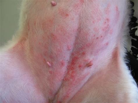 Cat Miliary Dermatitis Causes Symptoms And Home Remedies Dogs Cats Pets