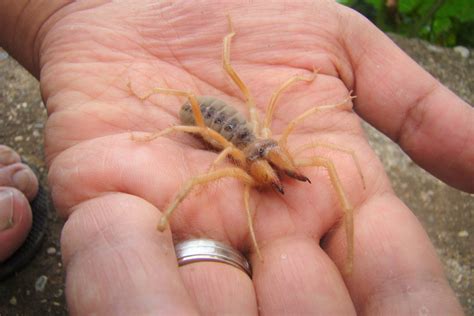 How To Get Rid Of Camel Spiders An Effective Guide To Spider Pest Control
