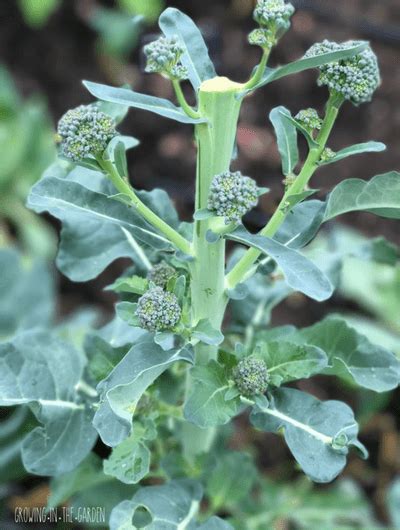 Five Tips For Growing Broccoli Growing In The Garden