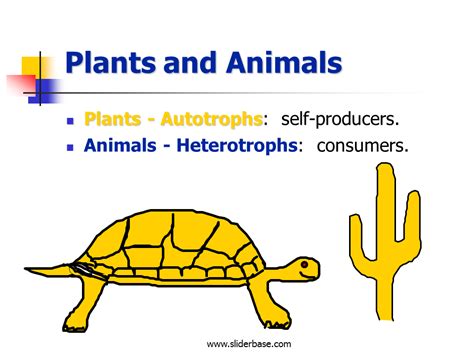 Glycolysis, the krebs cycle, and. Cellular respiration - Presentation Biology