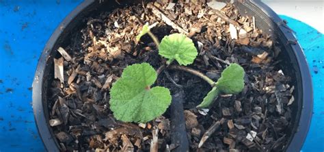 How To Plant Hollyhock Seeds 1 Best Step By Step Guide