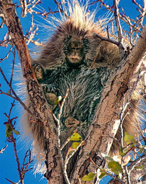 Porcupine In Cottonwood Tree Npspatrick Myers Porcupines Flickr