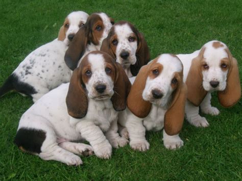 Basset Bleu De Gascogne Puppies For Sale Indianapolis In 213714