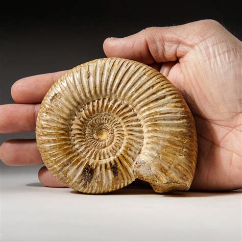 Genuine Natural Ammonite Fossil Large Astro Gallery Touch Of Modern
