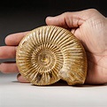 Genuine Natural Ammonite Fossil // Large - Astro Gallery - Touch of Modern