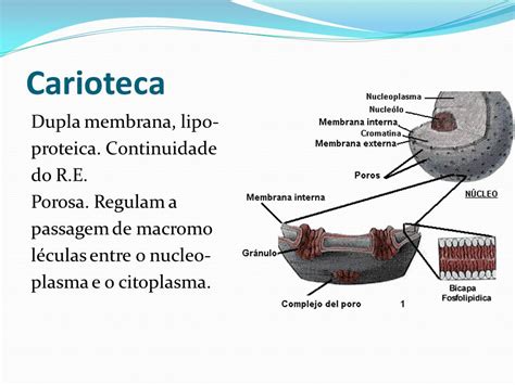 Citologia Básica Biologia A Ciência Da Vida