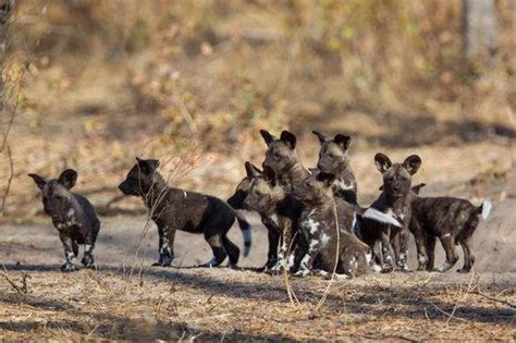 African Painted Dog Puppies Are Born After A Gestation Period Of 69 72