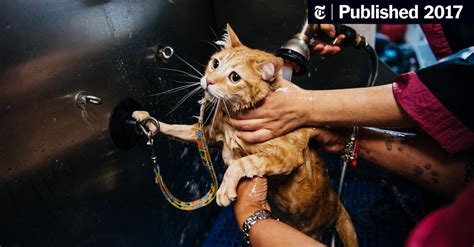 Theres More Than One Way To Shave A Cat The New York Times