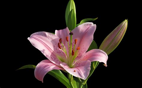 Image Lilies Pink Color Flowers Closeup Flower Bud Black 3840x2400