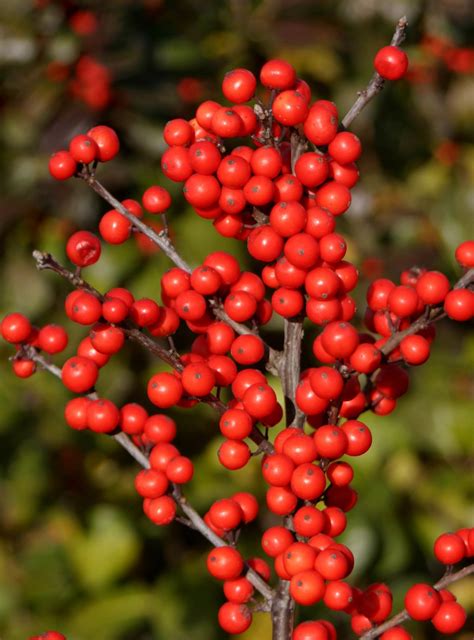 Gold Berry Heavy Winterberry Holly 4 Pot Proven Winners Hirts