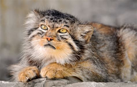 Manul1 Some Pets