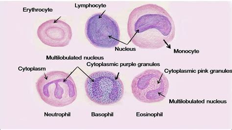Blood Cells Histology