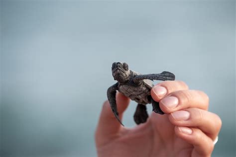 Why We Need To Save The Sea Turtles Around The World Blue Osa Yoga
