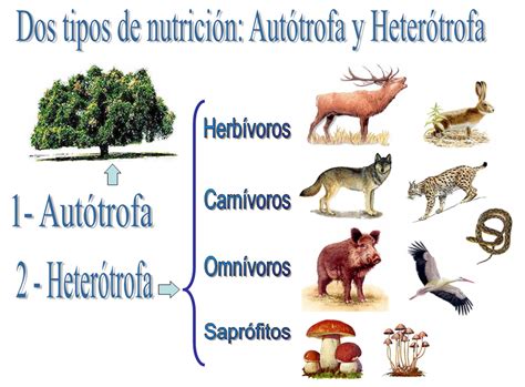 Organismos Autotrofos Y Heterotrofos Meto
