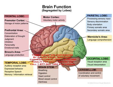 Brain Function By Lobes Brain Anatomy And Function Brain Anatomy