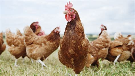 H5n8 Bird Flu Spreads To Welsh Backyard Poultry Farmers Weekly