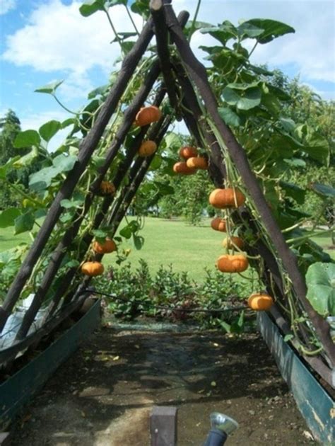 By training cucumbers, peas, and beans to grow vertically, you can save a lot of space for more veggie varieties. how to grow squash vertically | Plants, Outdoor gardens, Pumpkin trellis