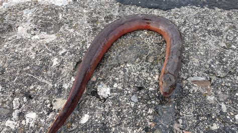 Invasive Asian Swamp Eels Found In Hemlock Lake