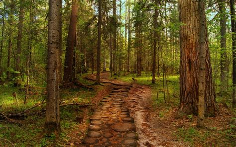 Landscapes Forest Hdr Woods Trunks Path Trail Wallpaper