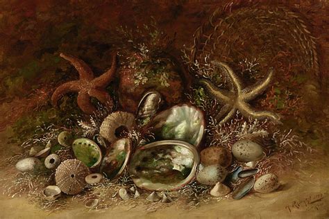 Still Life With Seashells Painting By Henry Raschen